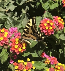 Papilio rutulus