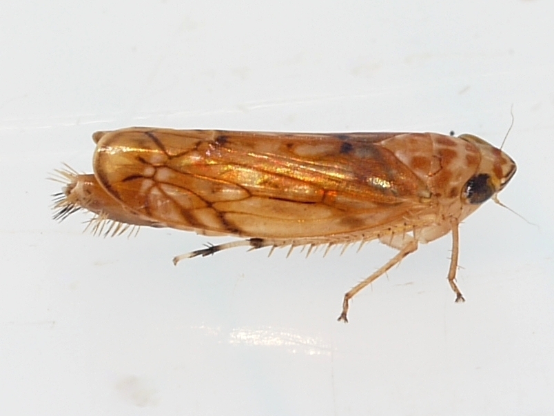 Scaphoideus ochraceus
