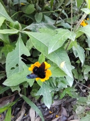 Bombus