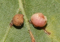 Dryocosmus minusculus