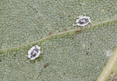 Aleuroplatus coronata
