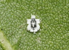 Aleuroplatus coronata