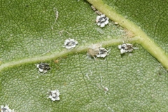 Aleuroplatus coronata