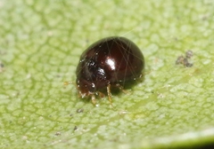 Delphastus sonoricus