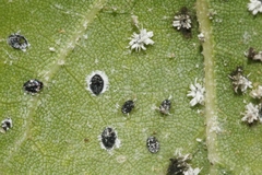 Aleuroplatus coronata