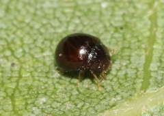 Delphastus sonoricus
