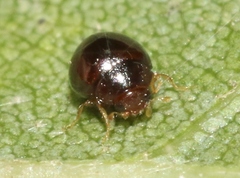 Delphastus sonoricus