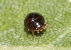 Delphastus sonoricus