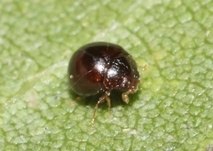 Delphastus sonoricus