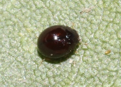 Delphastus sonoricus