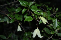Clematis cirrhosa
