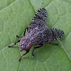 Platystoma