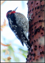 Sphyrapicus ruber × nuchalis
