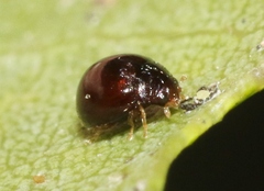 Delphastus sonoricus