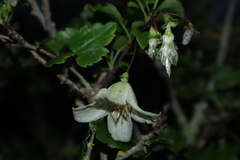 Clematis cirrhosa