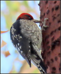 Sphyrapicus ruber × nuchalis