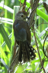 Thamnophilus ruficapillus