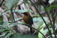 Baryphthengus martii