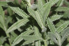 Lavandula dentata
