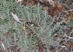 Lavandula dentata