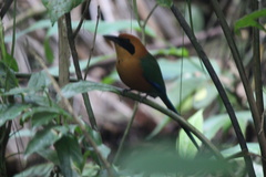 Baryphthengus martii