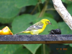 Piranga bidentata
