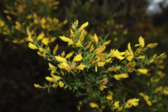 Ulex argenteus argenteus