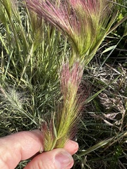 Hordeum jubatum