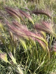 Hordeum jubatum