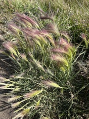 Hordeum jubatum