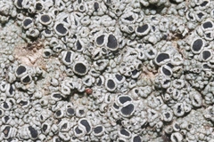 Lecanora gangaleoides