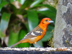 Piranga bidentata