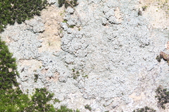 Lecanora gangaleoides