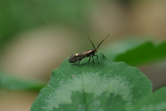 Esperia sulphurella