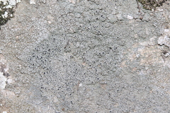 Lecanora gangaleoides