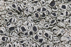 Lecanora gangaleoides