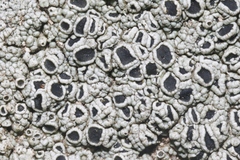 Lecanora gangaleoides