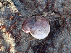 Crepidula