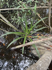 Crinum americanum