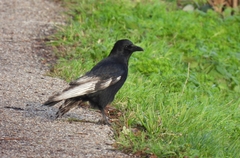 Corvus corone corone