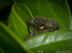 Isacantha rhinotioides