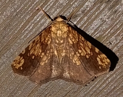 Nematocampa