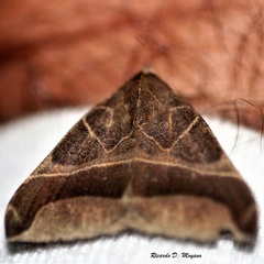 Pseudophisma aeolida