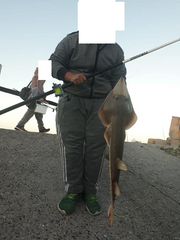 Pseudobatos horkelii