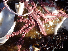 Calliarthron tuberculosum