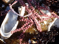 Calliarthron tuberculosum