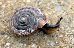 Polygyra