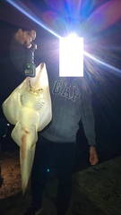 Pseudobatos horkelii