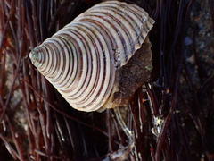 Calliostoma canaliculatum