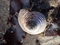 Calliostoma canaliculatum